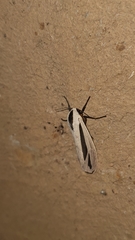 Creatonotos gangis-interrupta agg