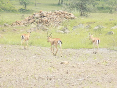 Gazella bennettii