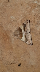 Dysgonia stuposa