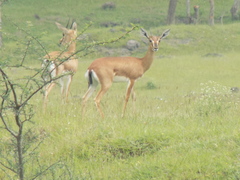 Gazella bennettii
