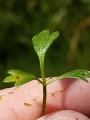 Ranunculus glabrifolius