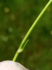 Ranunculus glabrifolius