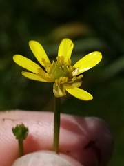 Ranunculus glabrifolius