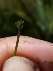 Ranunculus glabrifolius