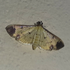 Eulepte concordalis