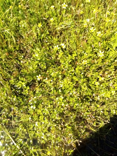 Image of Ranunculus glabrifolius by (c) Joe Potter Butler, some rights reserved (CC BY)