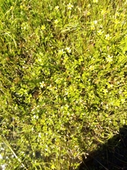 Ranunculus glabrifolius