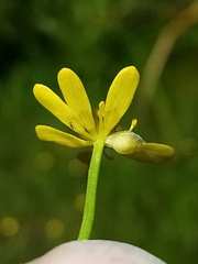 Ranunculus glabrifolius