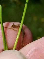 Ranunculus glabrifolius