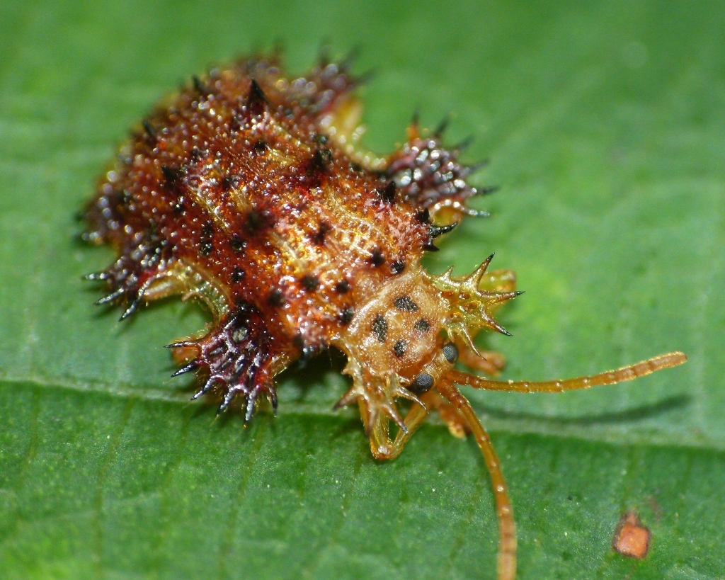 Spiky Leafbeetles