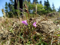 Agalinis neoscotica