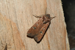 Euxoa ochrogaster