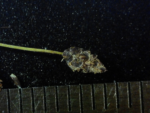 Image of Eleocharis nitida by no rights reserved
