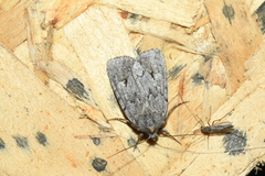 Sympistis dentata