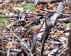 Myrmorchilus strigilatus