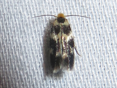 Etainia sericopeza