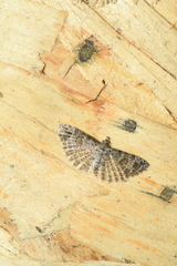 Alucita adriendenisi