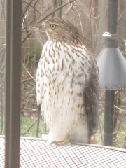 Accipiter cooperii