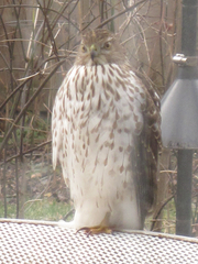 Accipiter cooperii
