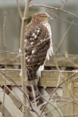 Accipiter cooperii
