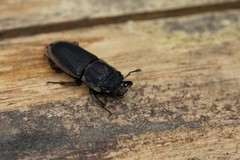 Pycnosiphorus