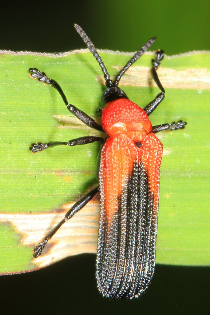 Chalepini