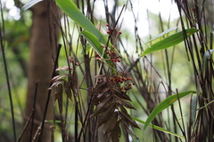Sorbus commixta