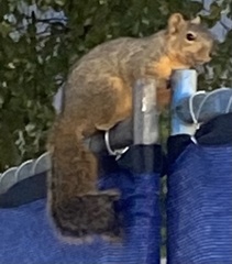 Sciurus niger