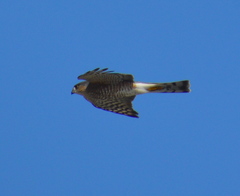 Accipiter striatus image