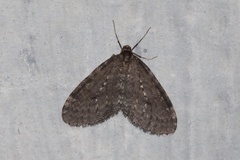 Operophtera occidentalis