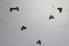 Operophtera occidentalis