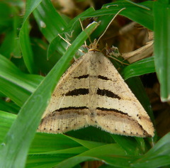 Chiasmia subcurvaria