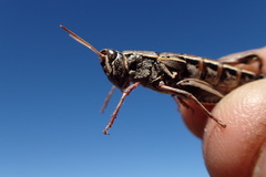 Sigaus australis