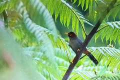 Pterorhinus treacheri