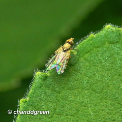 Campiglossa sororcula