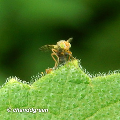 Campiglossa sororcula