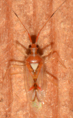 Hyaliodes
