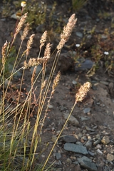 Koeleria altaica