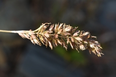 Koeleria altaica