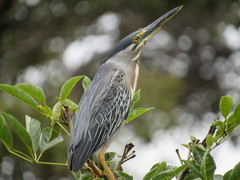 Butorides striata