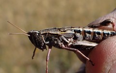Sigaus australis