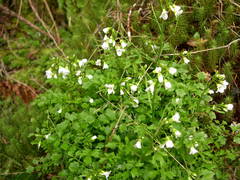 Cardamine caldeirarum
