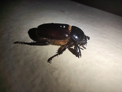 Ancognatha