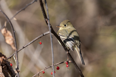 Empidonax difficilis