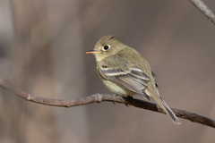 Empidonax difficilis
