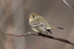Empidonax difficilis