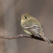 Western Flycatcher - Photo (c) Stephen John Davies, some rights reserved (CC BY-NC), uploaded by Stephen John Davies