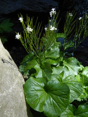 Cardamine asarifolia