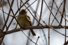 Empidonax difficilis