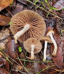 Meottomyces dissimulans